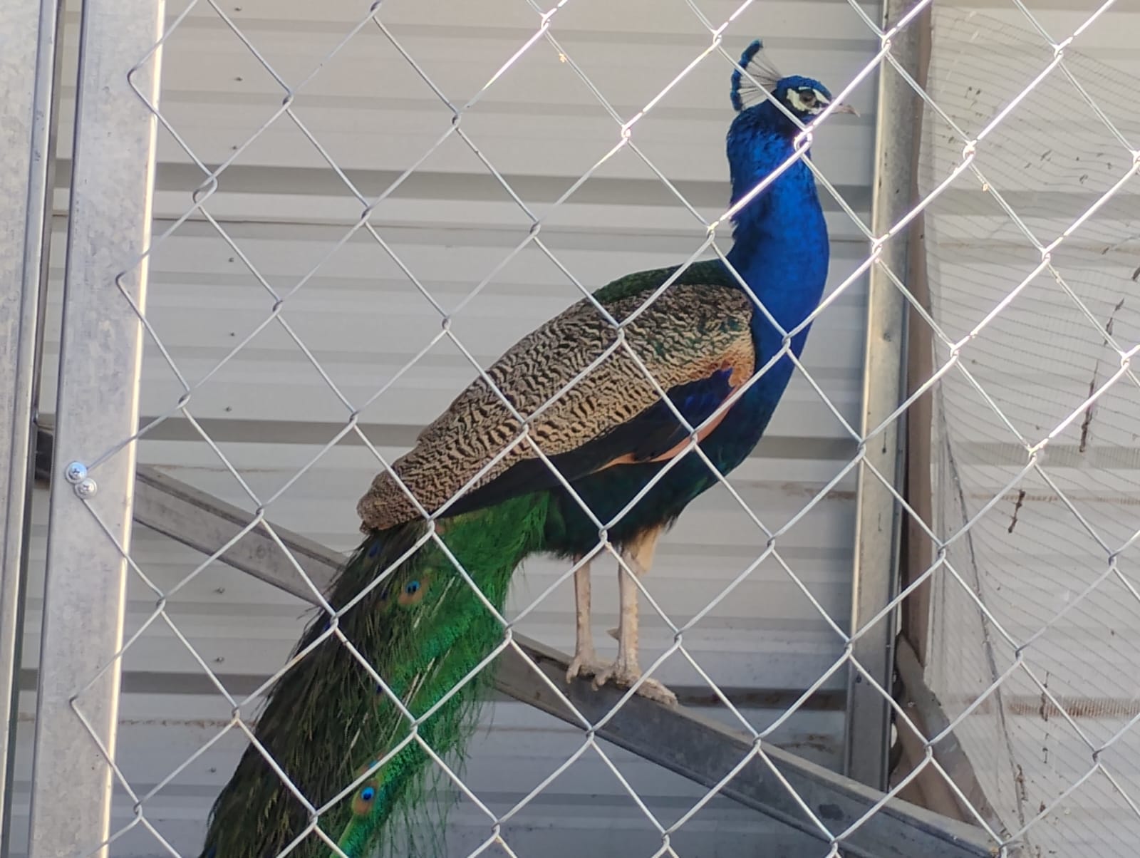 Pavo real